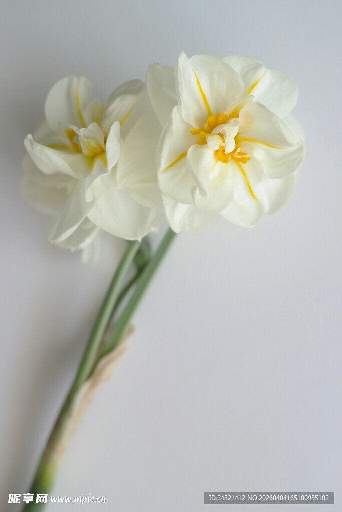 清新白色水仙花绽放