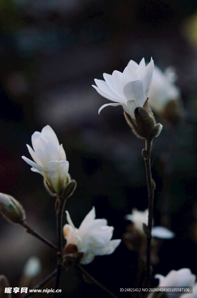 洁白玉兰花绽放