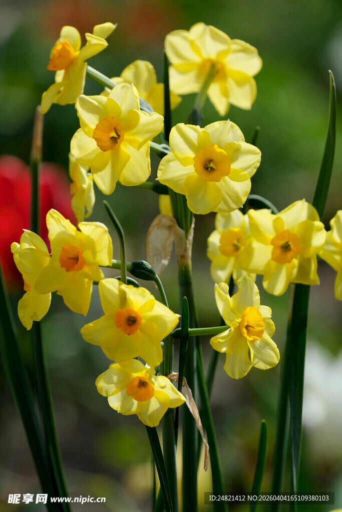 黄色水仙绽放的美丽瞬间