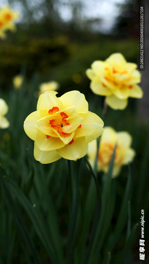 黄色绽放的美丽水仙花
