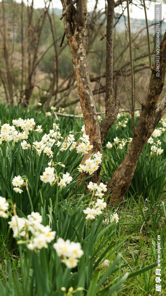 春日野地的白色水仙绽放