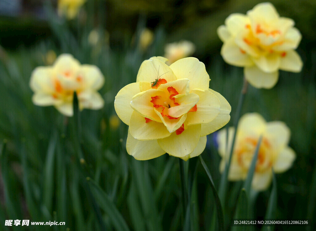 黄色水仙绽放于绿意中