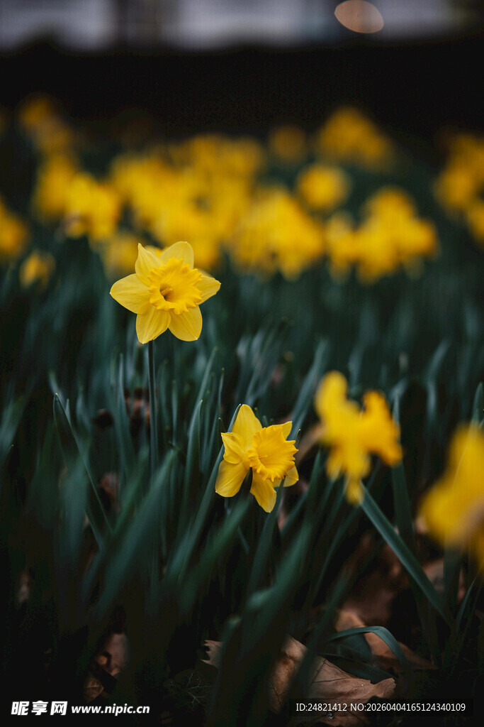 黄色水仙绽放的美丽画面