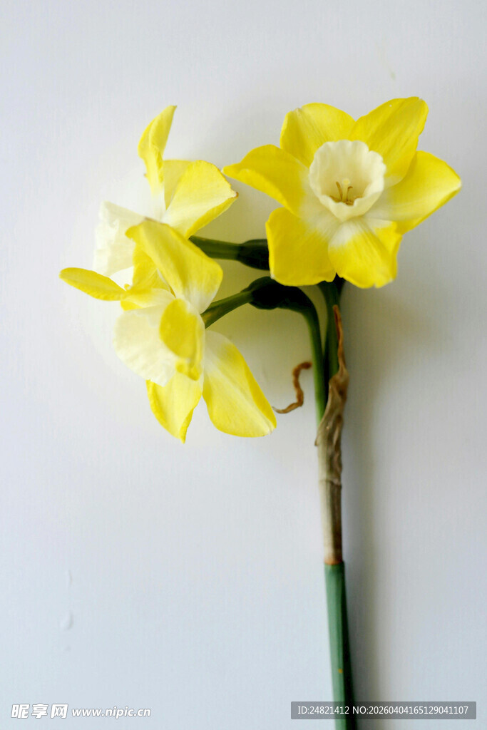黄白水仙花朵特写