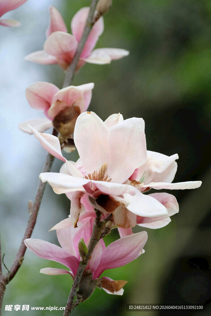 粉嫩玉兰花枝俏