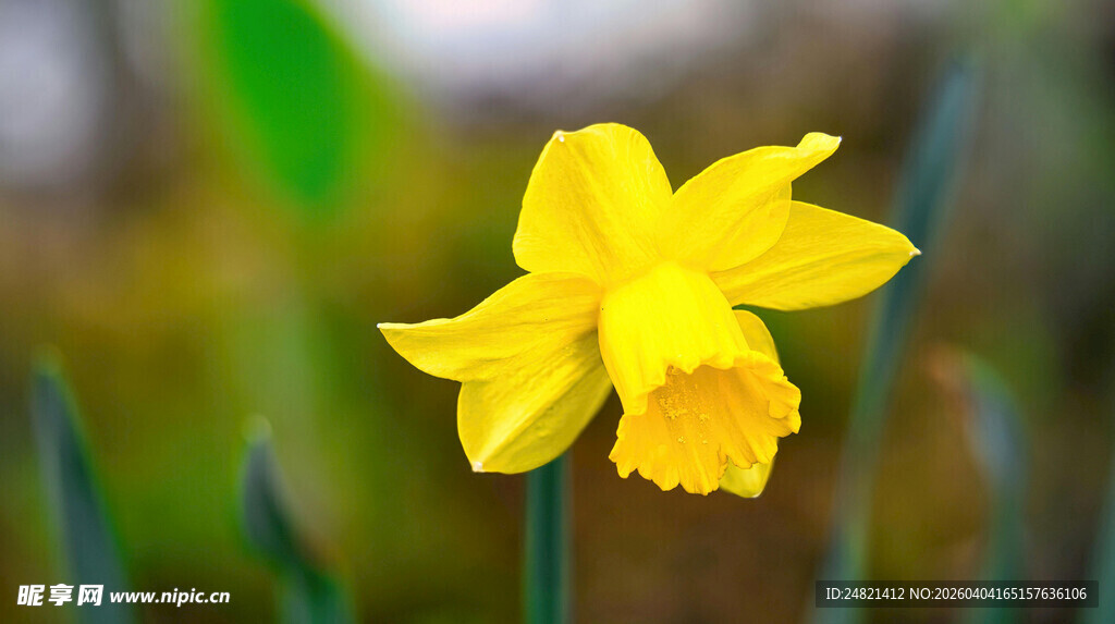 绽放的黄色水仙花