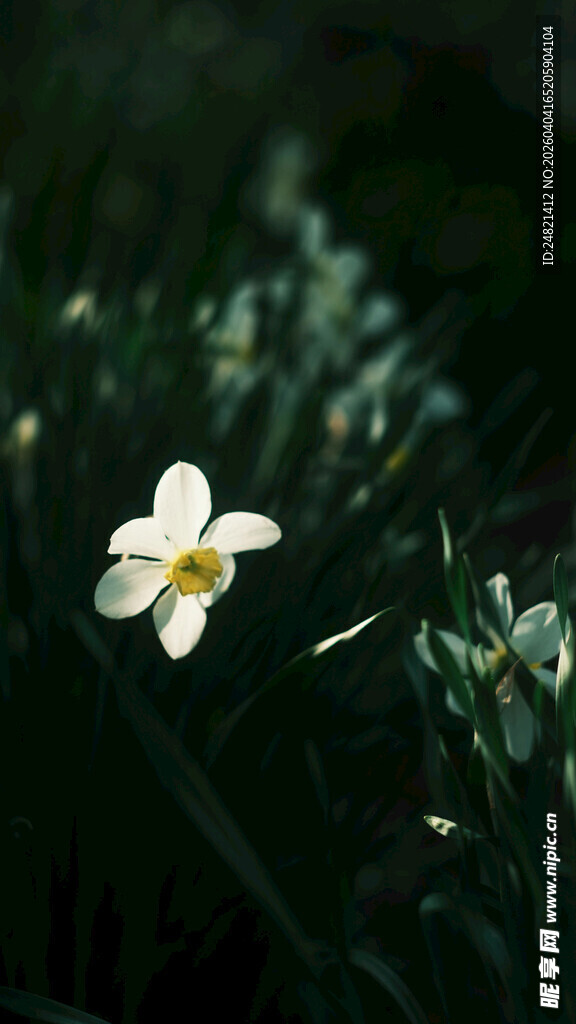 白色小花绽放于绿意间