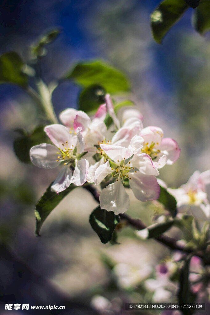 枝头绽放的粉嫩苹果花