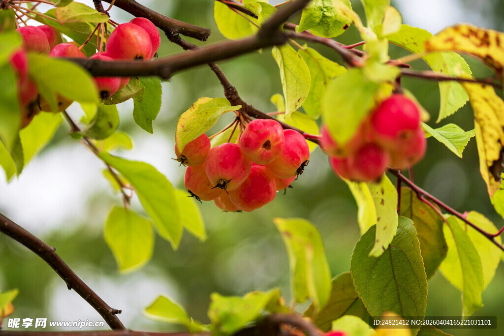 枝头红果伴绿叶