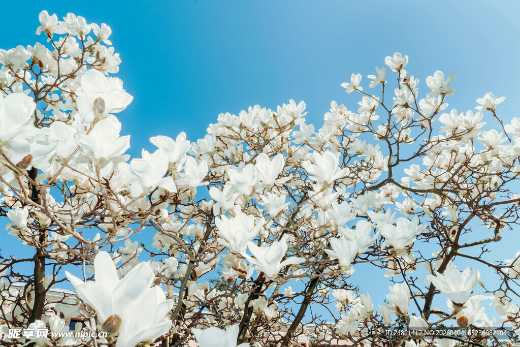 玉兰花盛开于蓝天之下