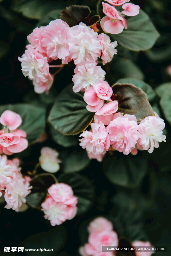 娇艳粉色海棠花绽放