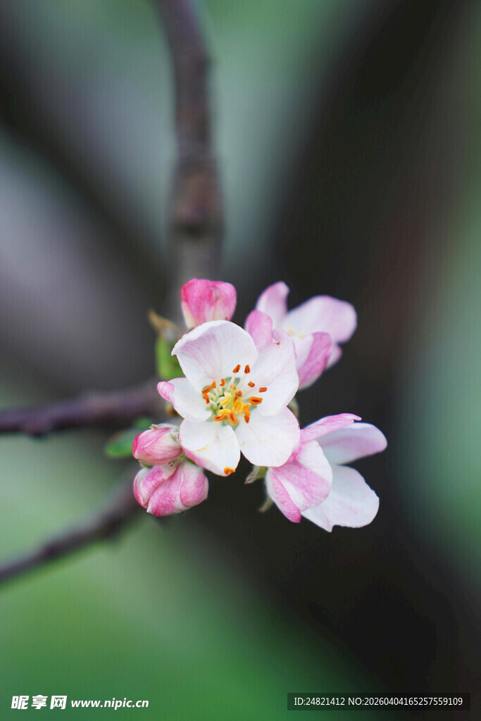 枝头绽放的粉嫩苹果花