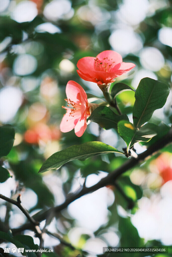 枝头绽放的娇艳红色花朵