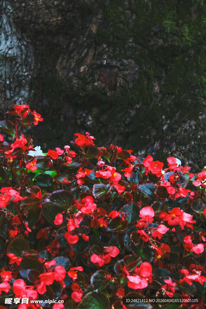 溪边绽放的艳丽红色花朵