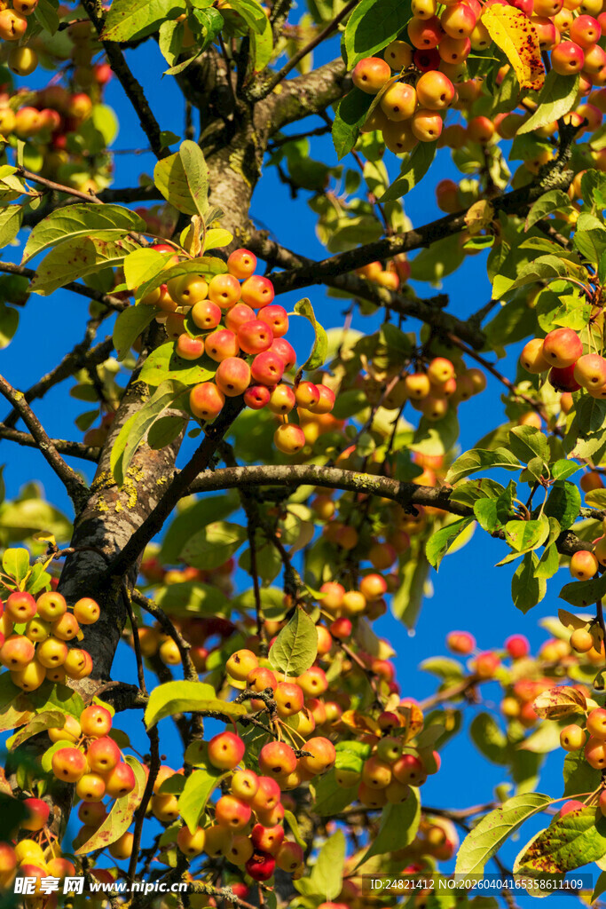 秋日枝头的绚烂红果