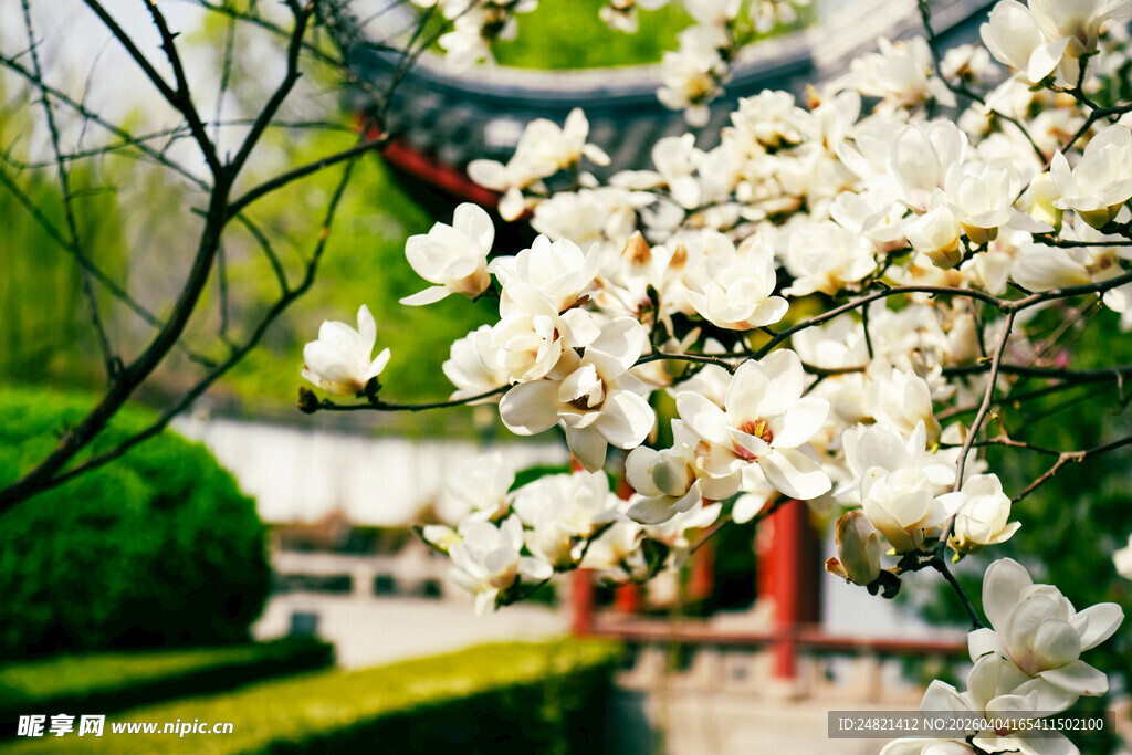 中式园林玉兰花绽放美景
