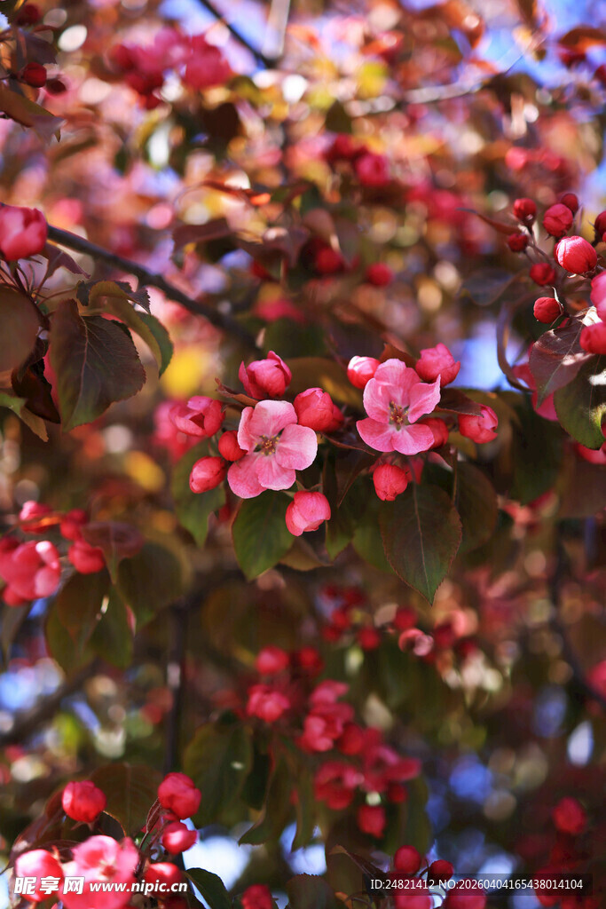 繁花满枝的娇艳海棠花