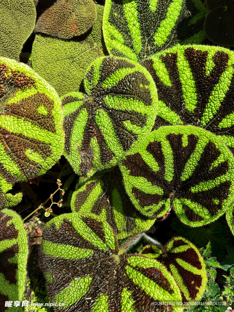 斑斓条纹叶片的独特植物