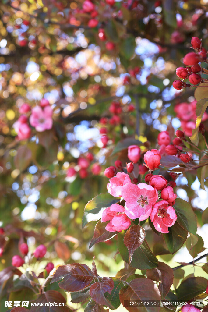 娇艳欲滴的多彩小花