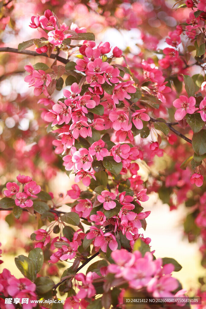 娇艳粉色繁花枝头绽放