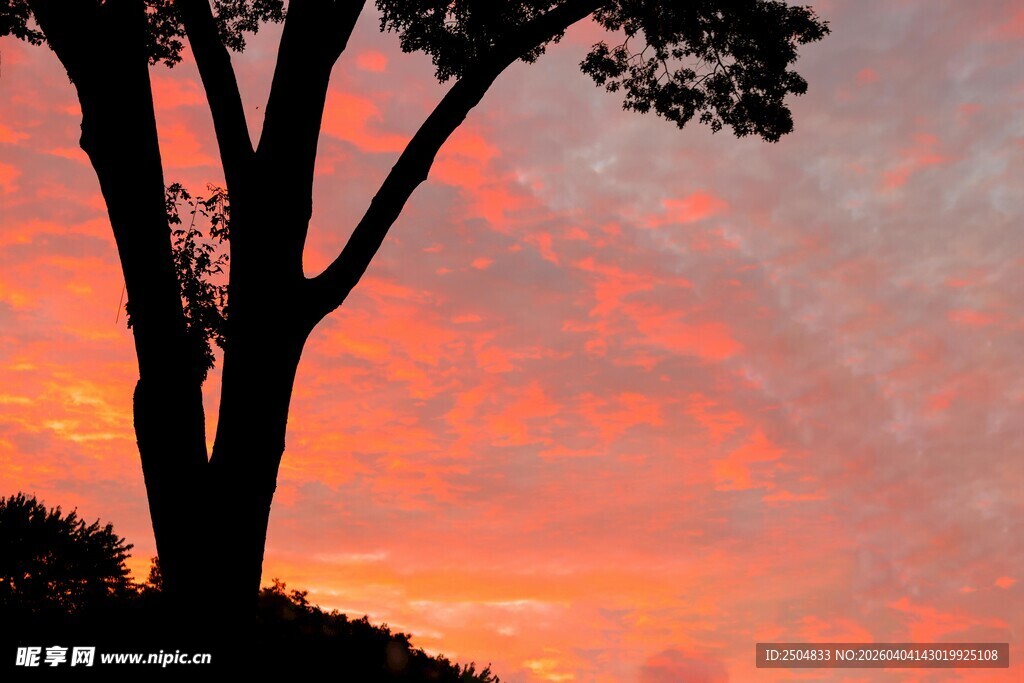 夕阳下的树影与绚丽天空