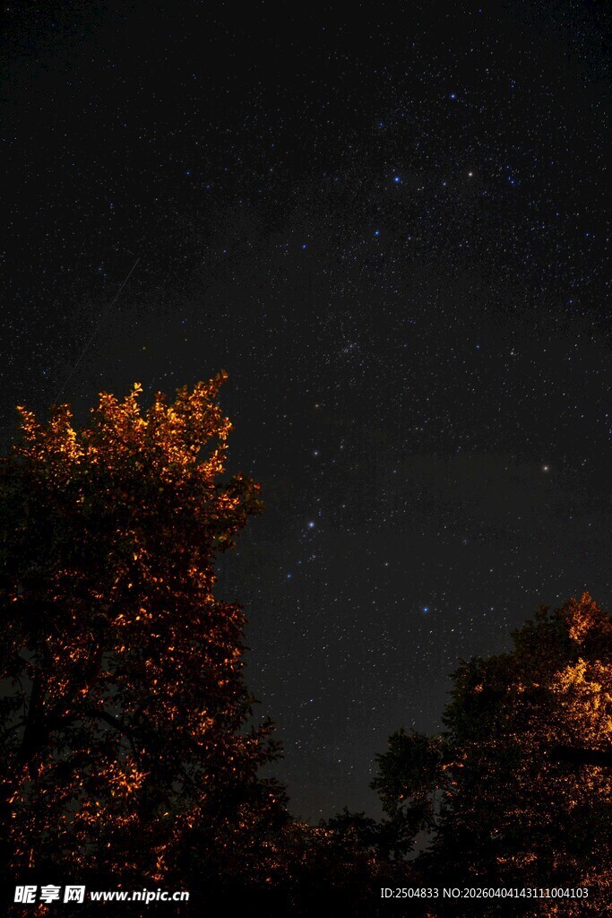 夜空下的树木与闪烁繁星