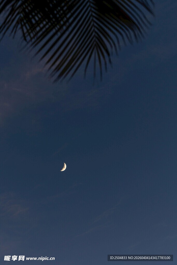 夜空下的月牙与棕榈叶