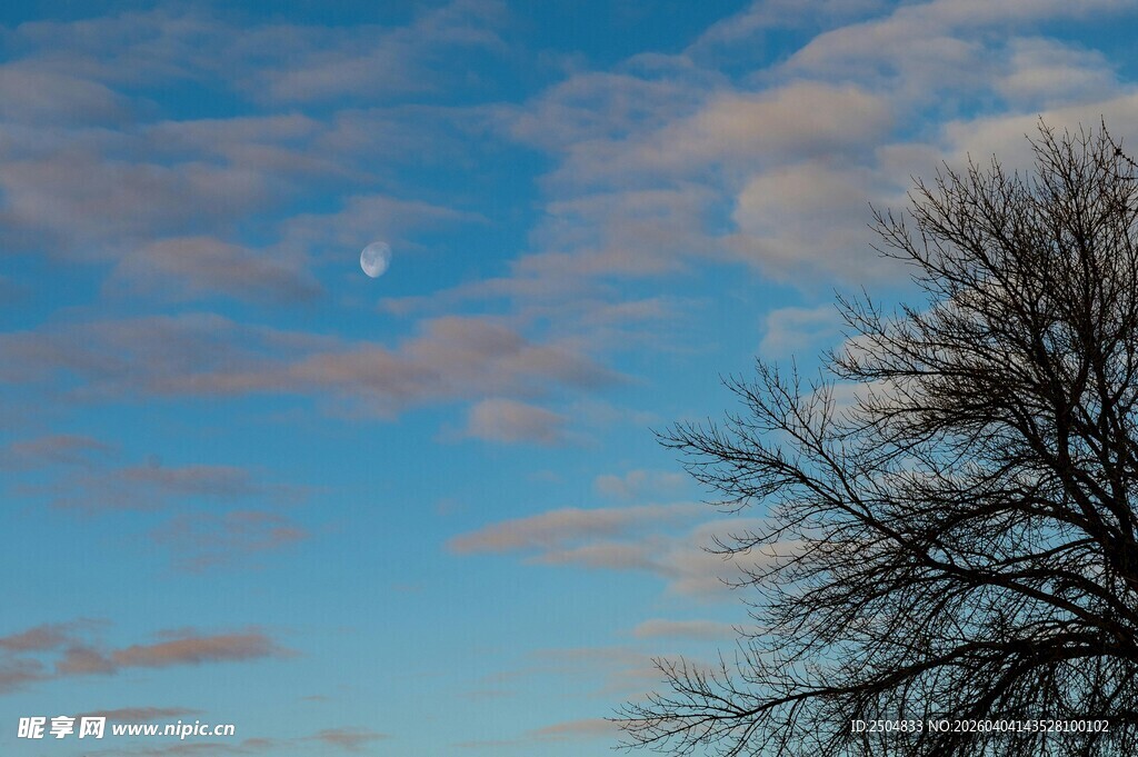 蓝天树梢间的朦胧月亮