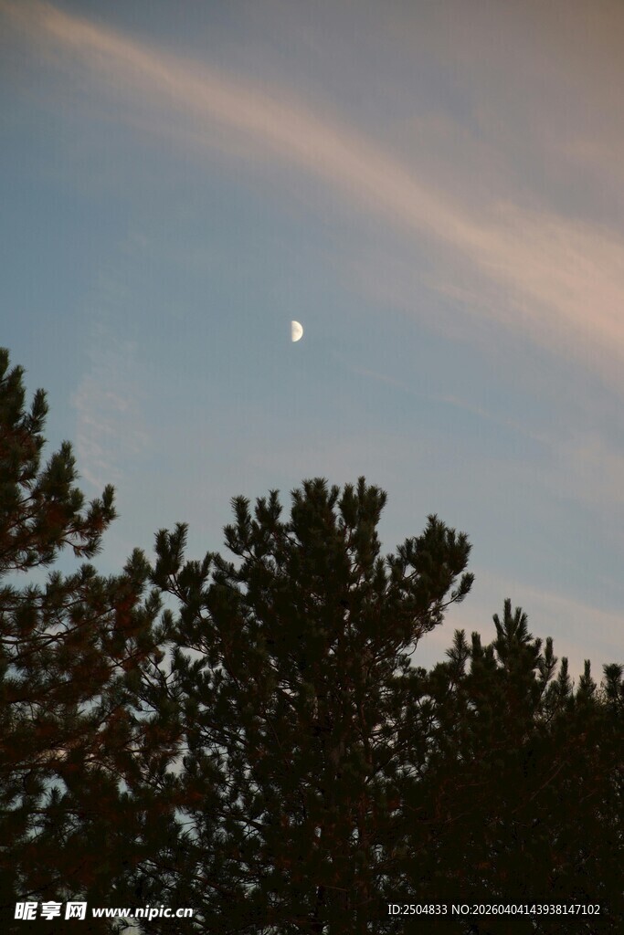 夜空下的树木与天空景象