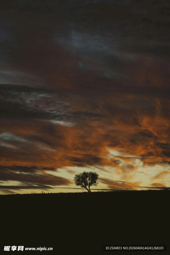 夕阳下的孤树风景