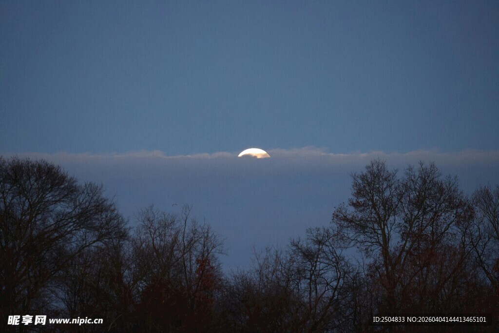 夜幕下的月亮与树木