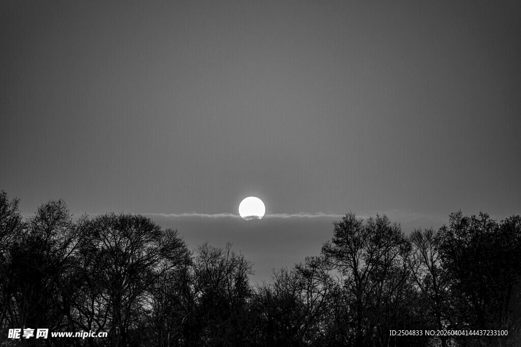 日落时分的树梢剪影