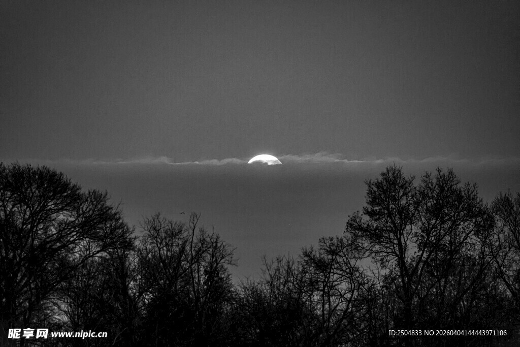 夜幕下的树木与天际微光