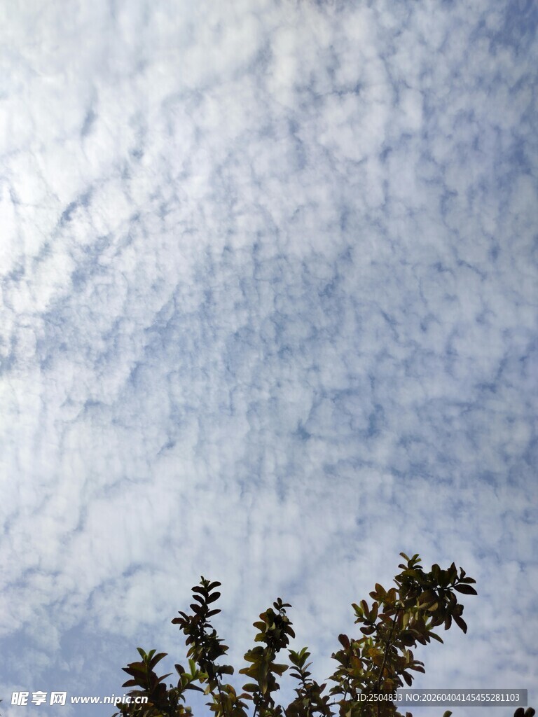 蓝天白云下的树梢景色