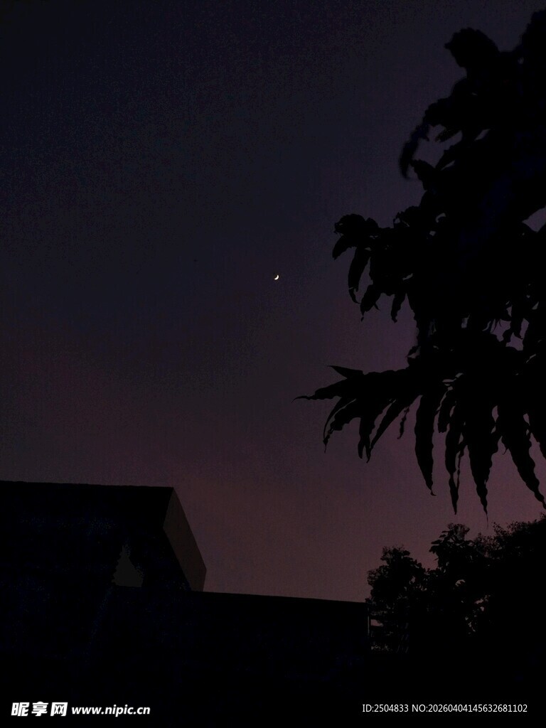 夜幕下的树梢与闪烁星辰