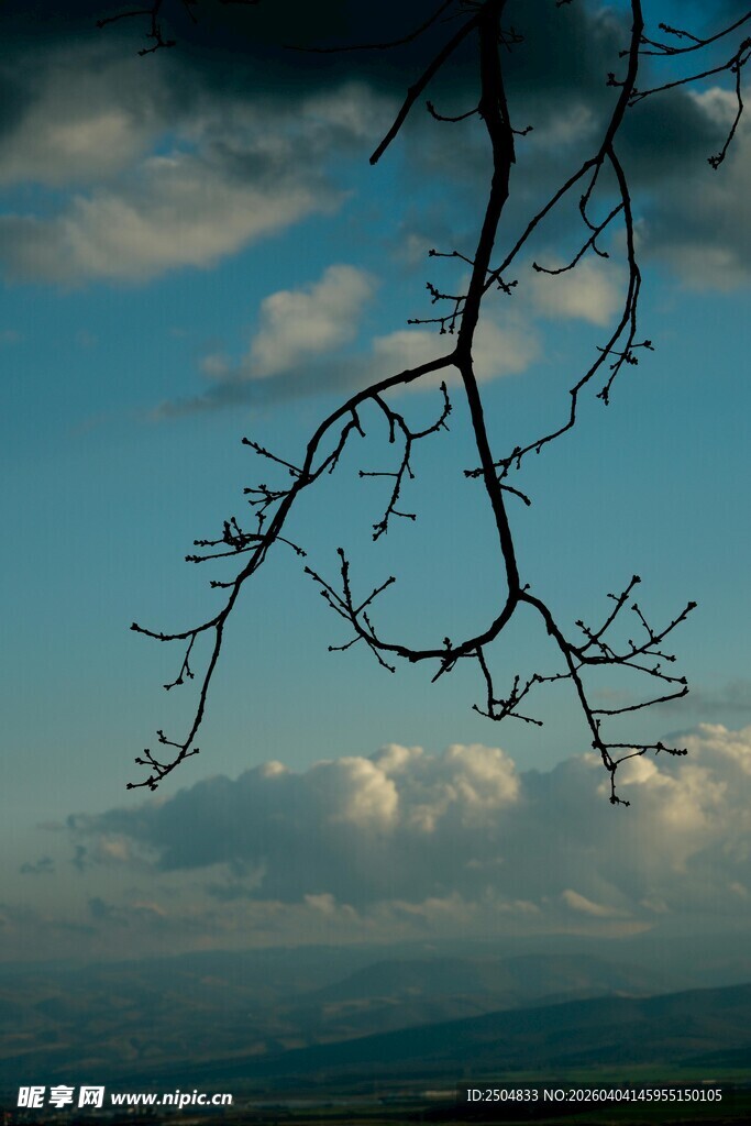 蓝天枯枝 静谧自然景象
