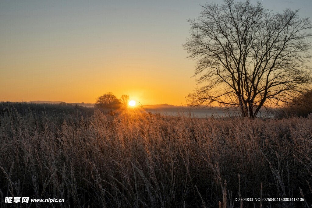 夕阳下的旷野与孤树