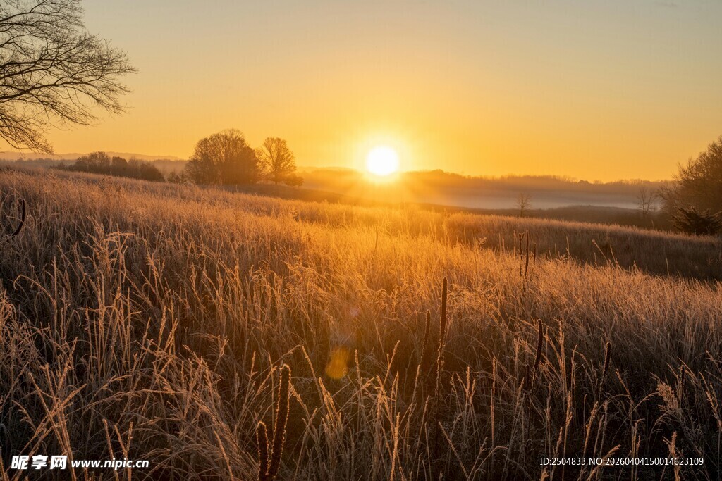 日出时分的金色草地美景
