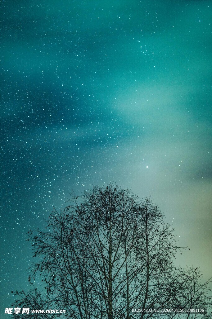 夜空下的孤树