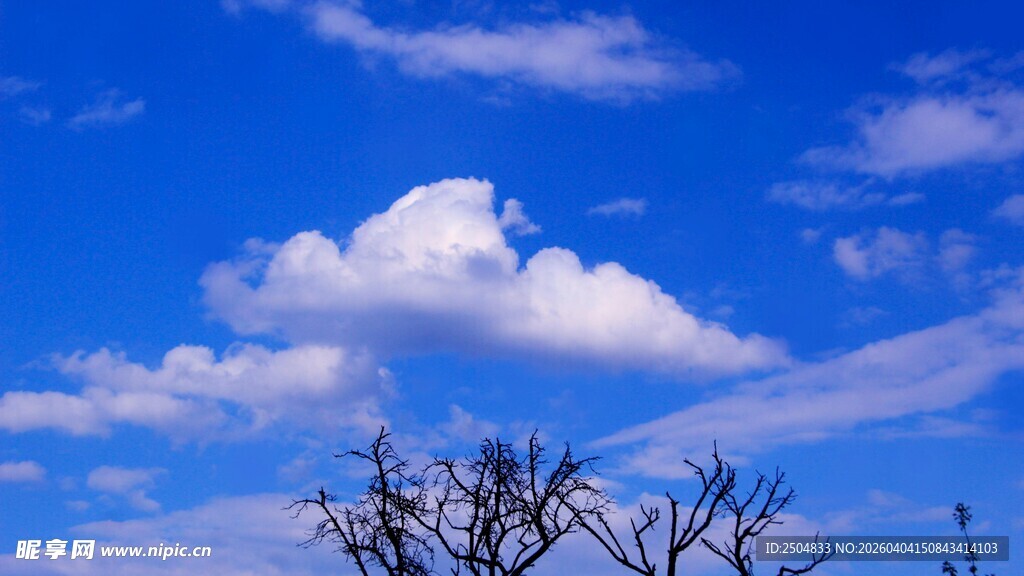 蓝天之下的稀疏树木
