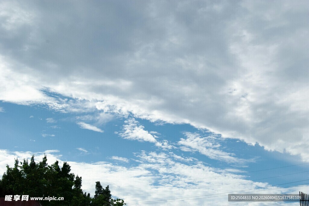 蓝天白云下的树梢美景