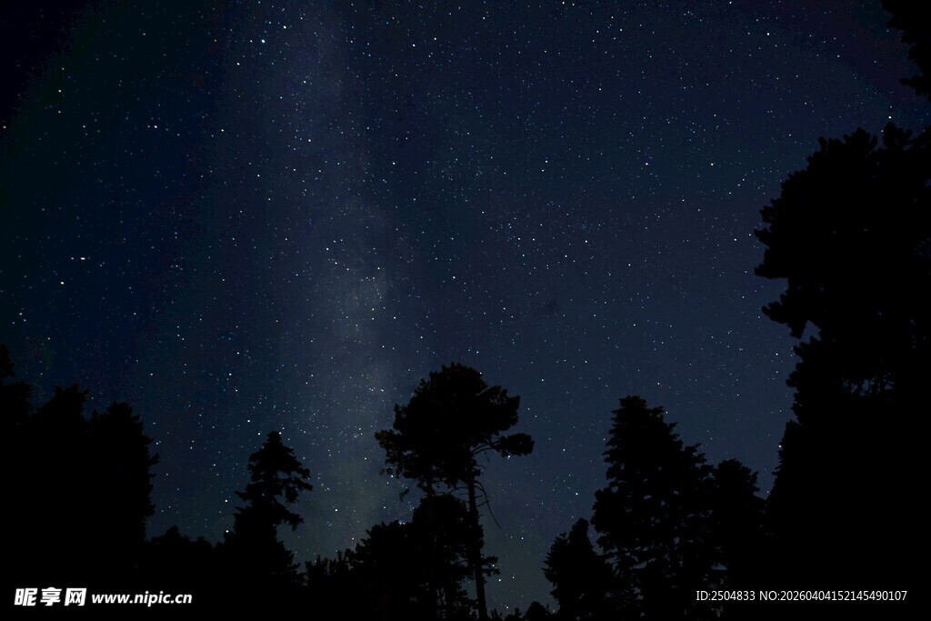 森林夜空下的璀璨星河