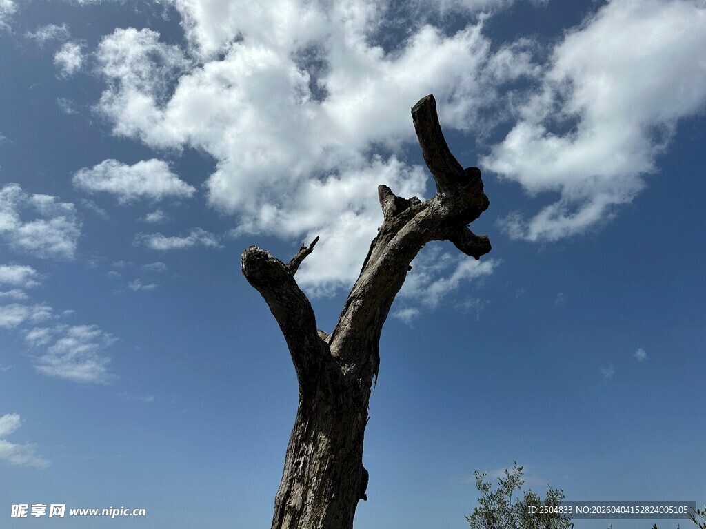 蓝天枯树独特景象