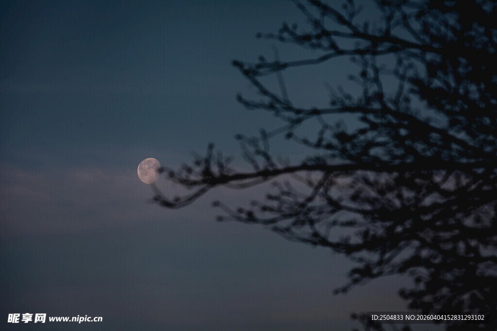 月夜树枝剪影