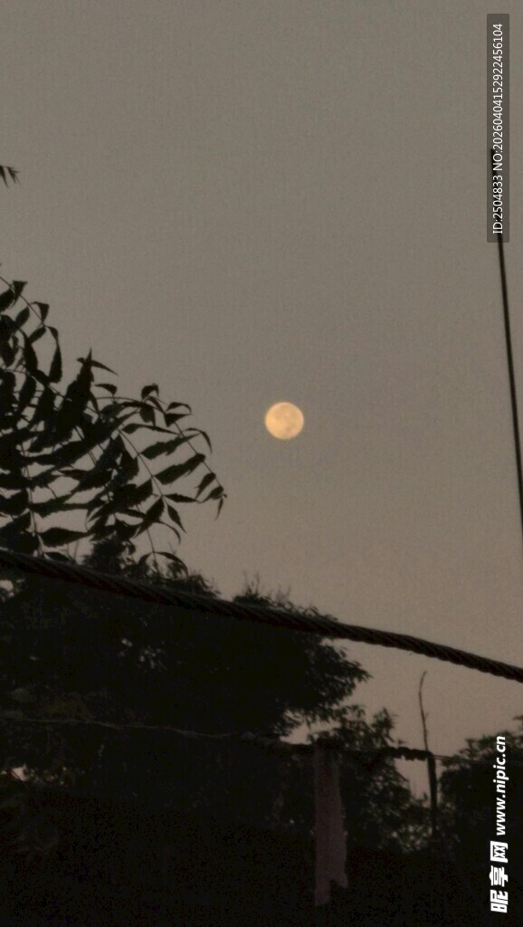 黄昏树梢间的朦胧圆月