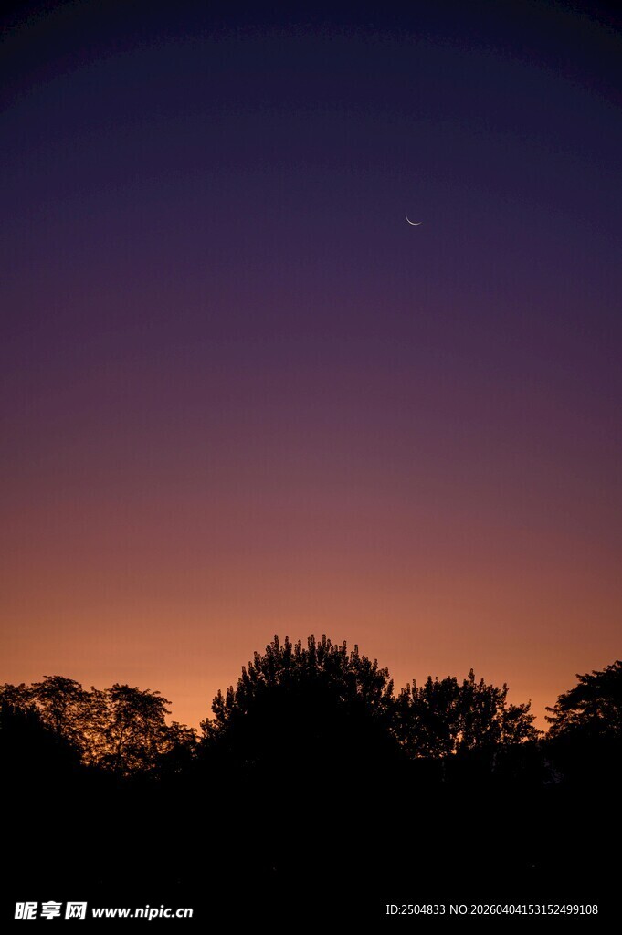 黄昏时分的树林剪影