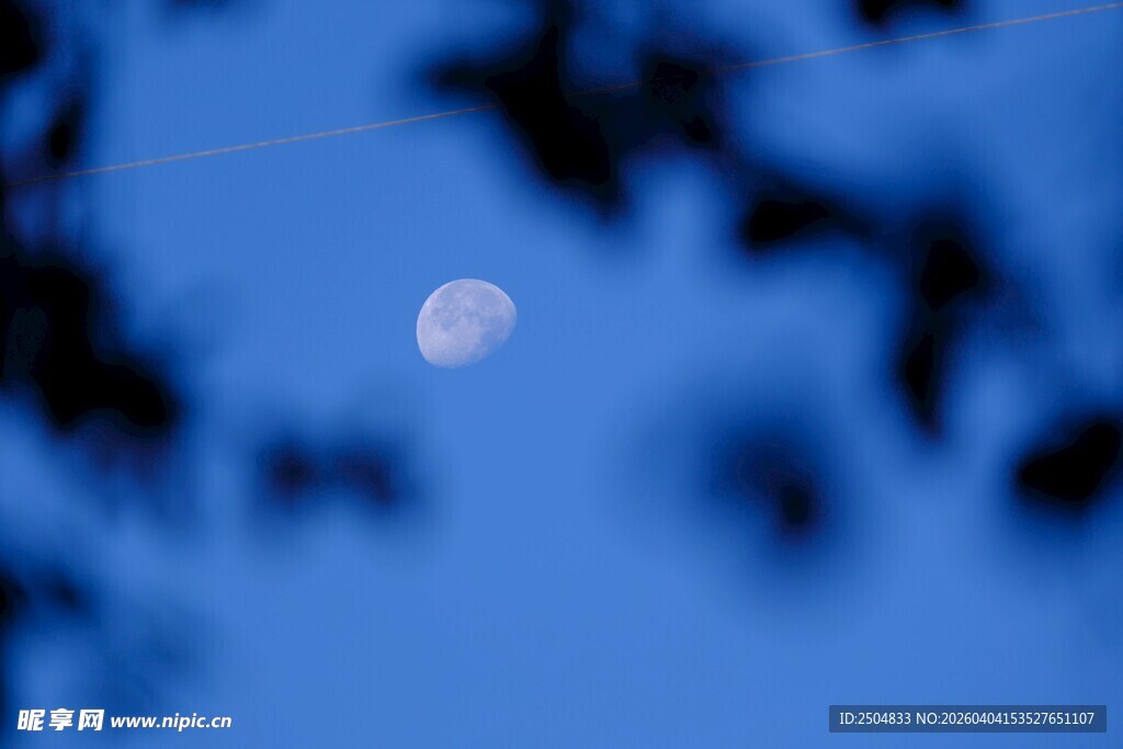 蓝天下透过枝叶的月亮