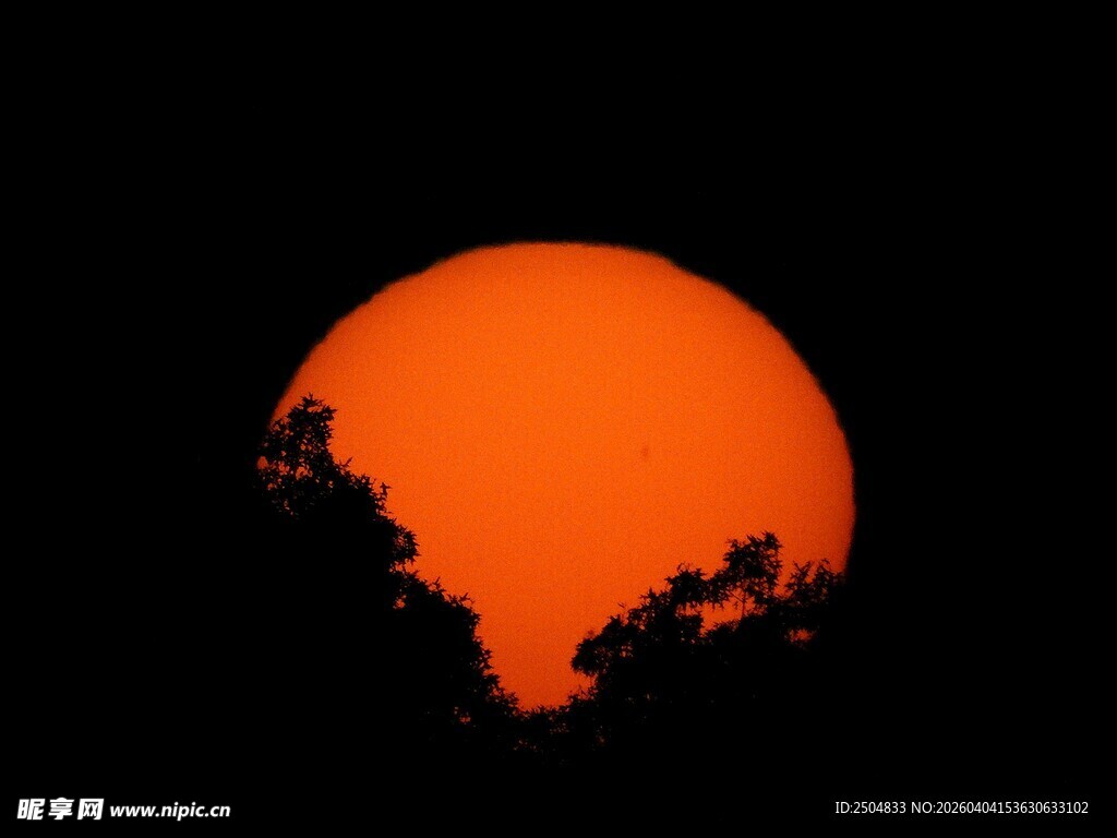 夕阳下的树梢剪影