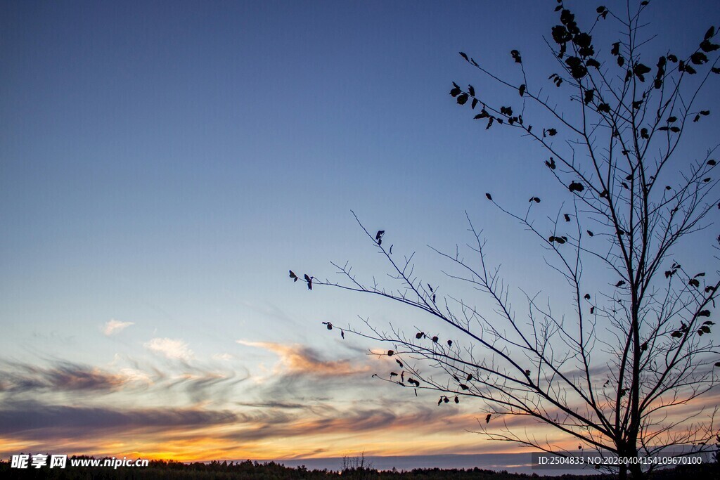 夕阳下的孤树与绚烂天空