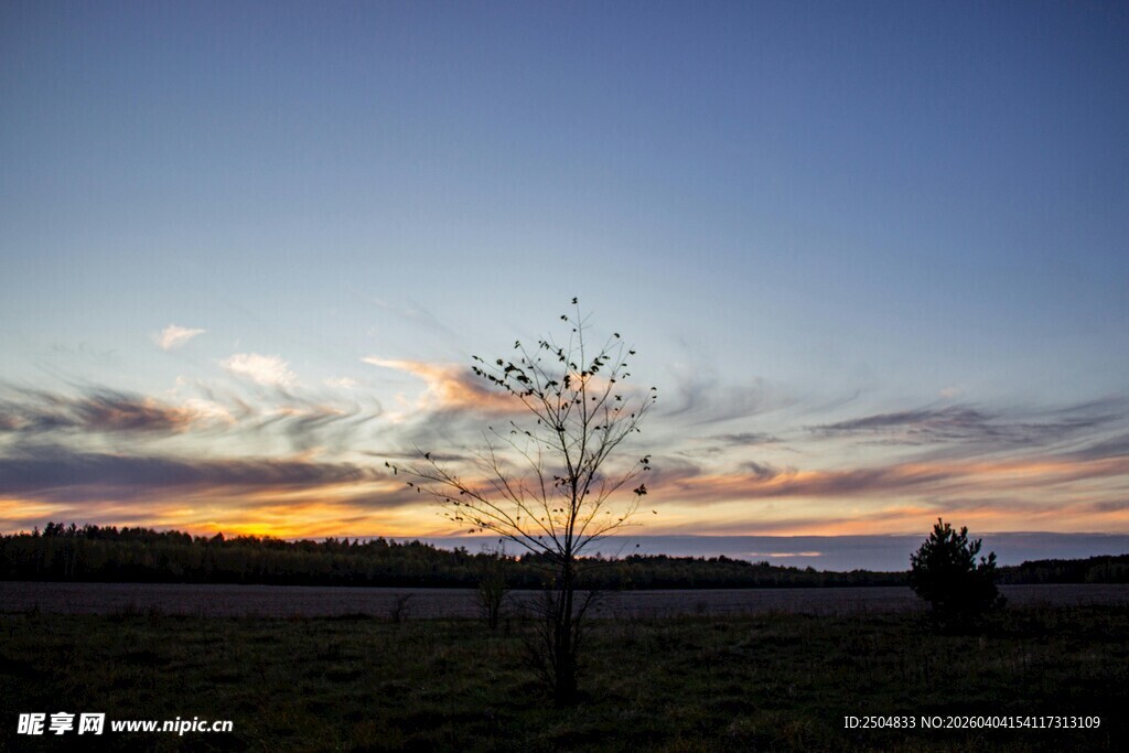 日落旷野中的孤独树木